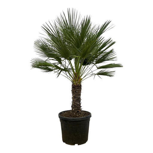 Chamaerops Humilis H180Cm