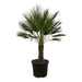 Chamaerops Humilis H180Cm