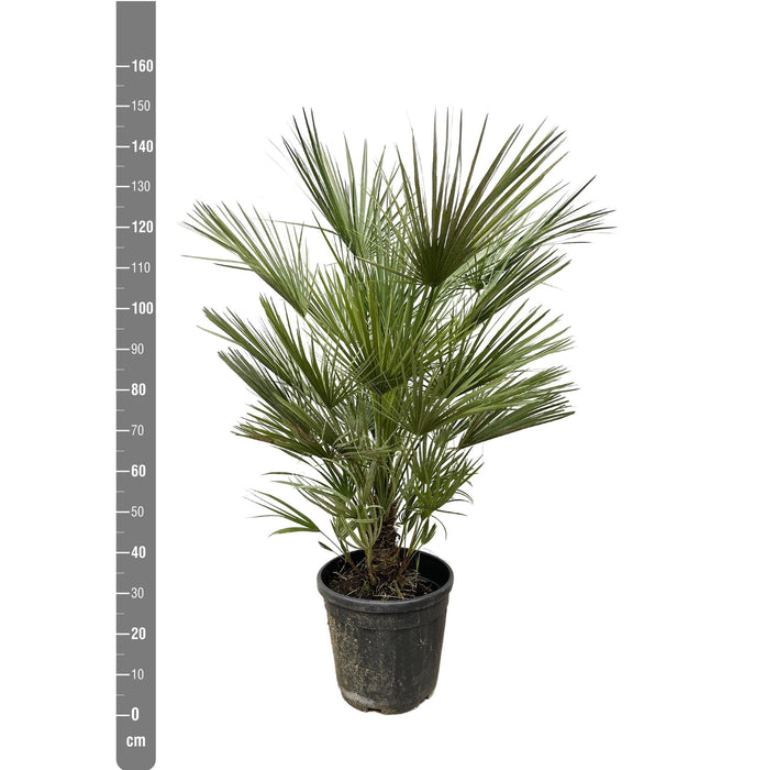 Chamaerops Humilis Struik