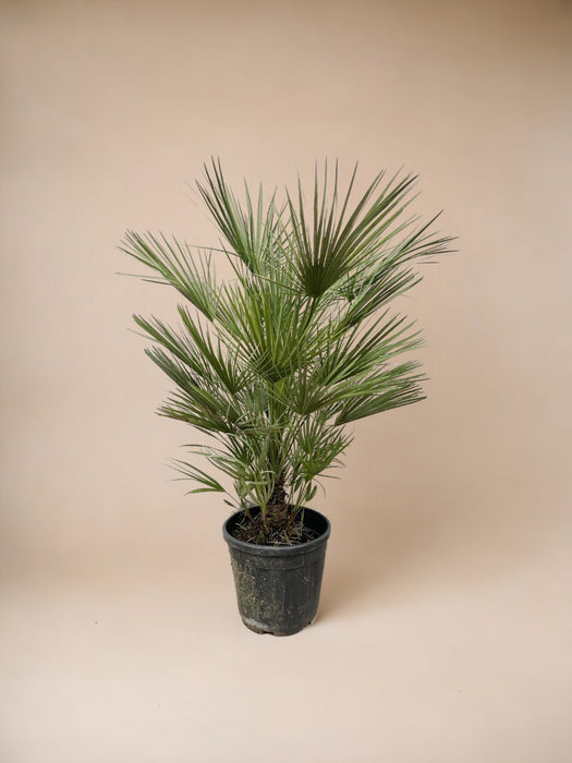 Chamaerops Humilis Struik