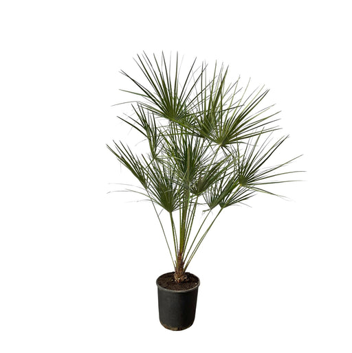 Chamaerops Humilis