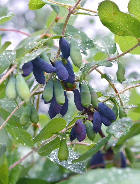 Spiselig Frukt Kaprifol - ↨45Cm - Ø13 - Fruktbusk