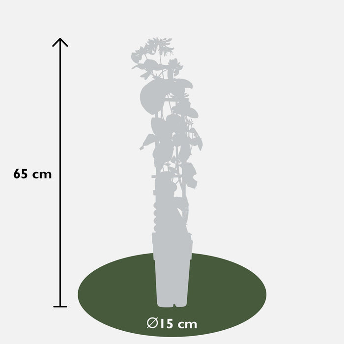 Vill Kaprifol 'Helestial' - ↨65Cm - Ø15 - Utendørs Klatreplante