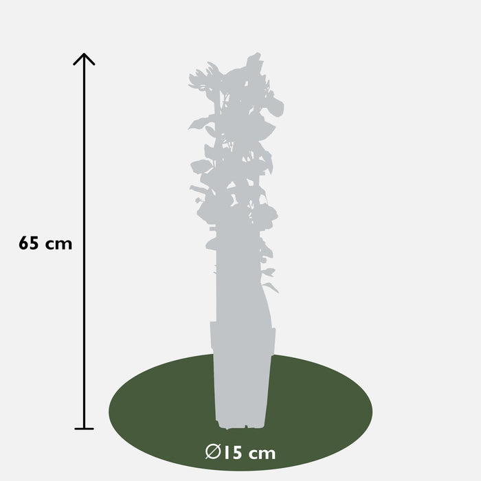 Vill Kaprifol 'Imperial' - ↨65Cm - Ø15 - Klatreplante