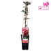 Japansk Kaprifol 'Red World' - ↨65Cm - Ø15 Uteplante