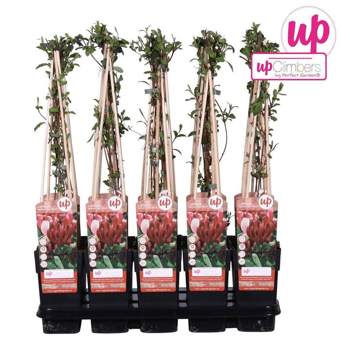 Japansk Kaprifol 'Red World' - ↨65Cm - Ø15 Uteplante