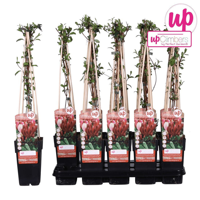 Japansk Kaprifol 'Red World' - ↨65Cm - Ø15 Uteplante