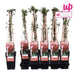 Japansk Kaprifol 'Red World' - ↨65Cm - Ø15 Uteplante