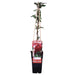 Japansk Kaprifol 'Red World' - ↨65Cm - Ø15 Uteplante