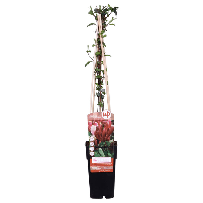 Japansk Kaprifol 'Red World' - ↨65Cm - Ø15 Uteplante