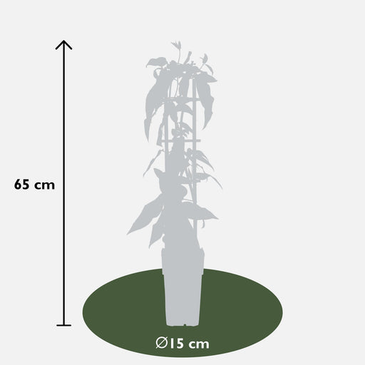 Kaprifol - Sett Med 4 - ↨65Cm - Ø15 - Uteplante