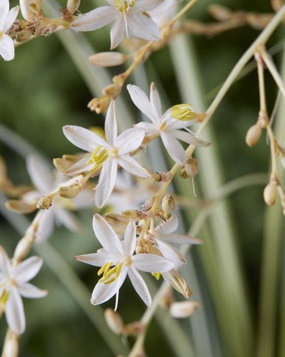 Chlorophytum Saundersiae 'Starlight'