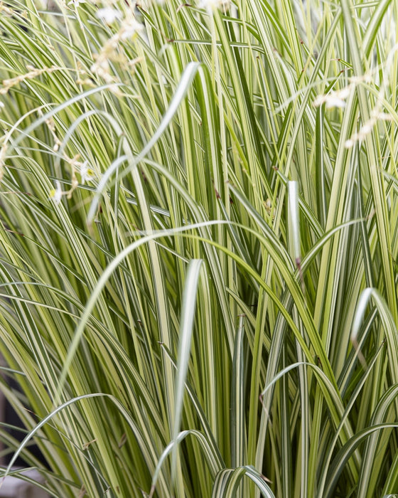 Chlorophytum Saundersiae 'Starlight'