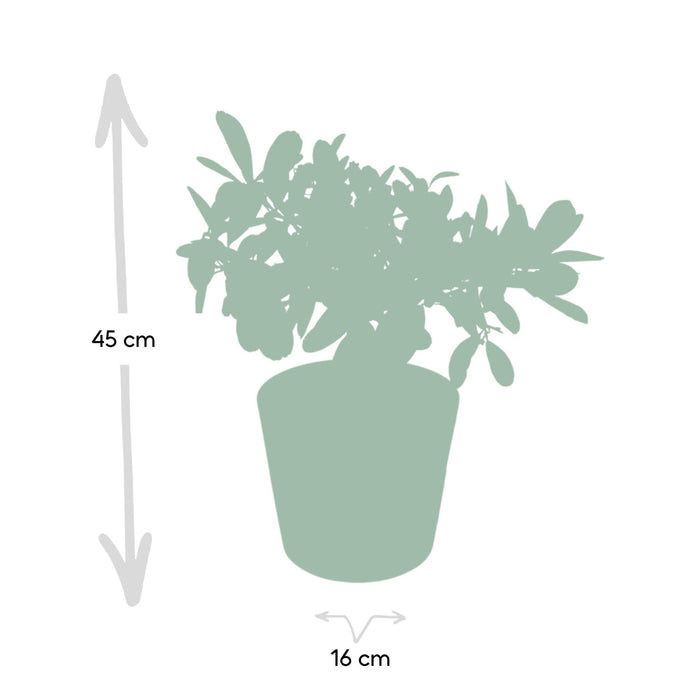 Sitrontre Og Dets Keramiske Potte - 45 Cm - Ø16 - Fruktbusk