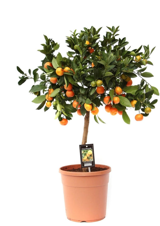 Sitrus Calamondin