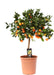 Sitrus Calamondin