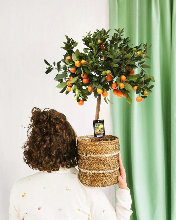 Sitrus Calamondin