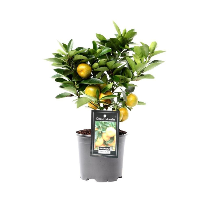 Sitrus Calamondin