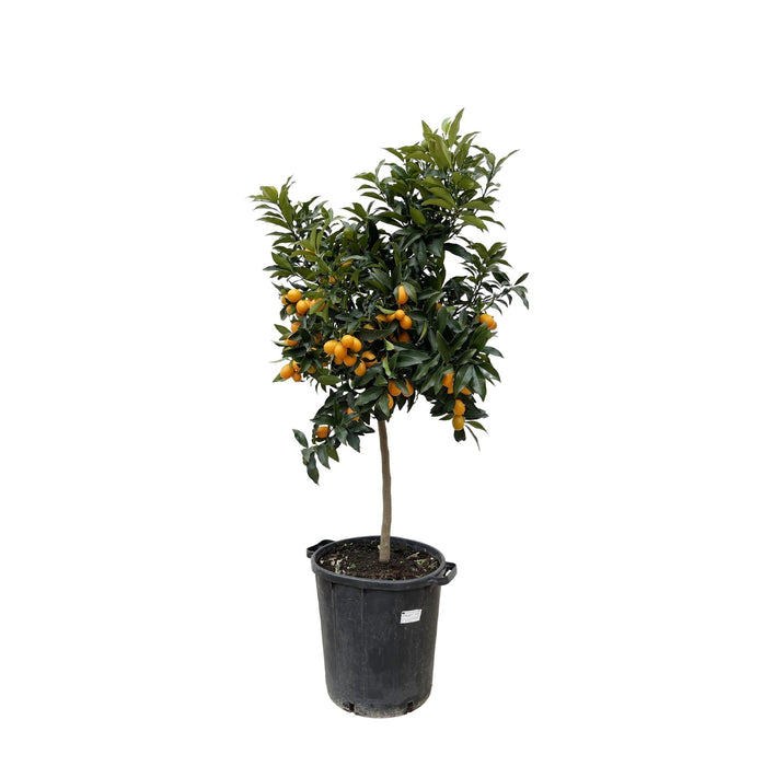 Sitrus Kumquat