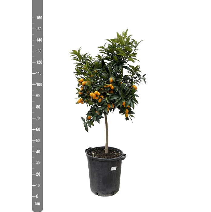 Sitrus Kumquat