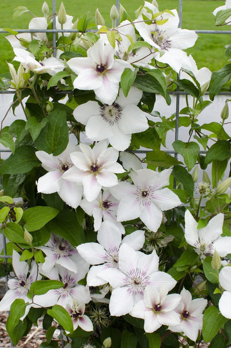 Clematis Boulevard 'Grevinnen Av Wessex'