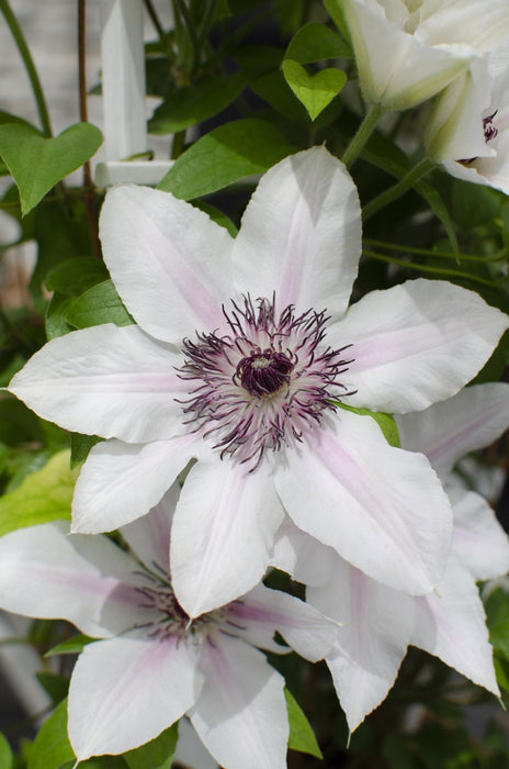 Clematis Boulevard 'Grevinnen Av Wessex'