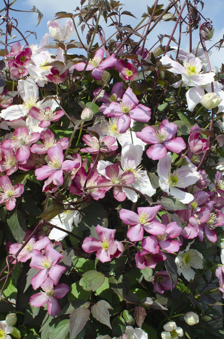 Clematis Montana 'Fincent'