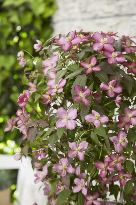 Clematis Montana 'Fincent'