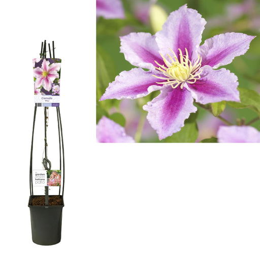 Clematis 'Piilu'