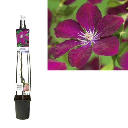 Clematis 'Rouge Cardinal'