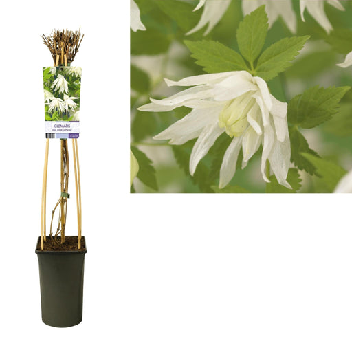 Clematis Albina Plena D17Cm H75Cm