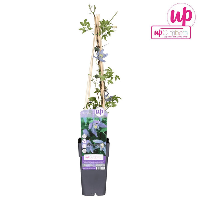 Clematite Alpina - ↨65Cm - Ø15 - Blomstrende Uteplante