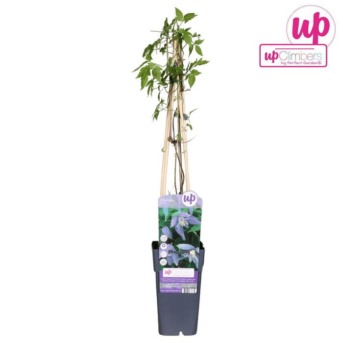 Clematite Alpina - ↨65Cm - Ø15 - Blomstrende Uteplante