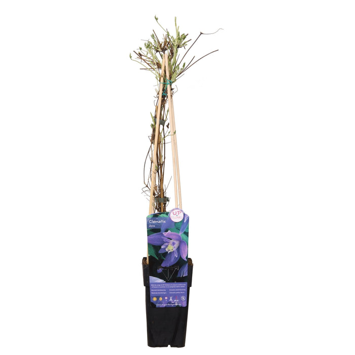 Clematite Alpina - ↨65Cm - Ø15 - Blomstrende Uteplante