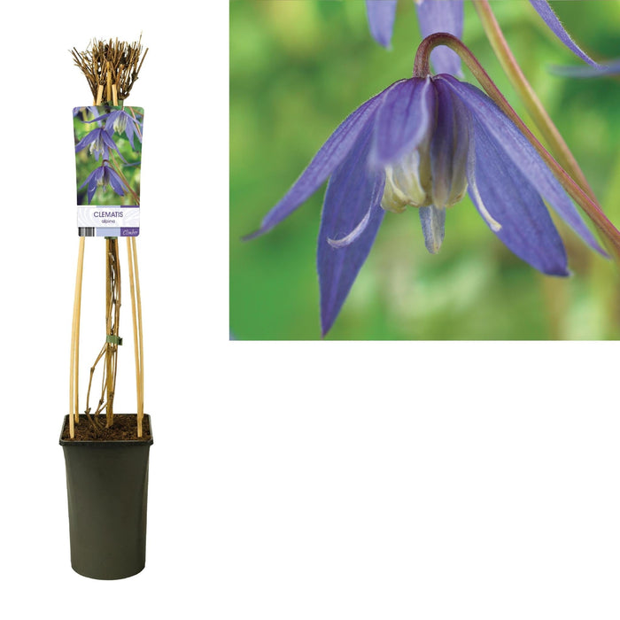 Clematis Alpina D17Cm H75Cm