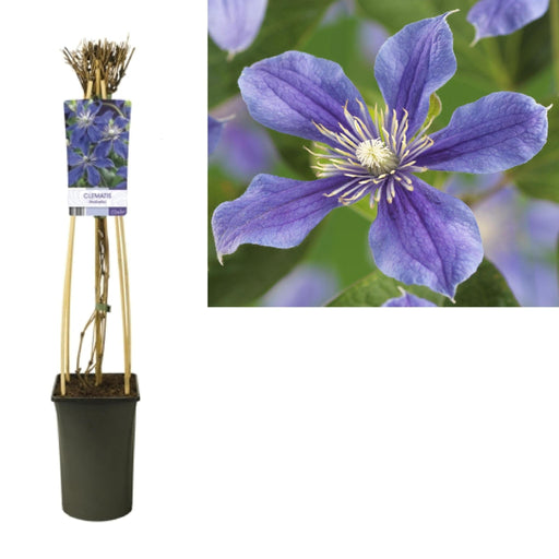 Clematis Arabella D17Cm H75Cm