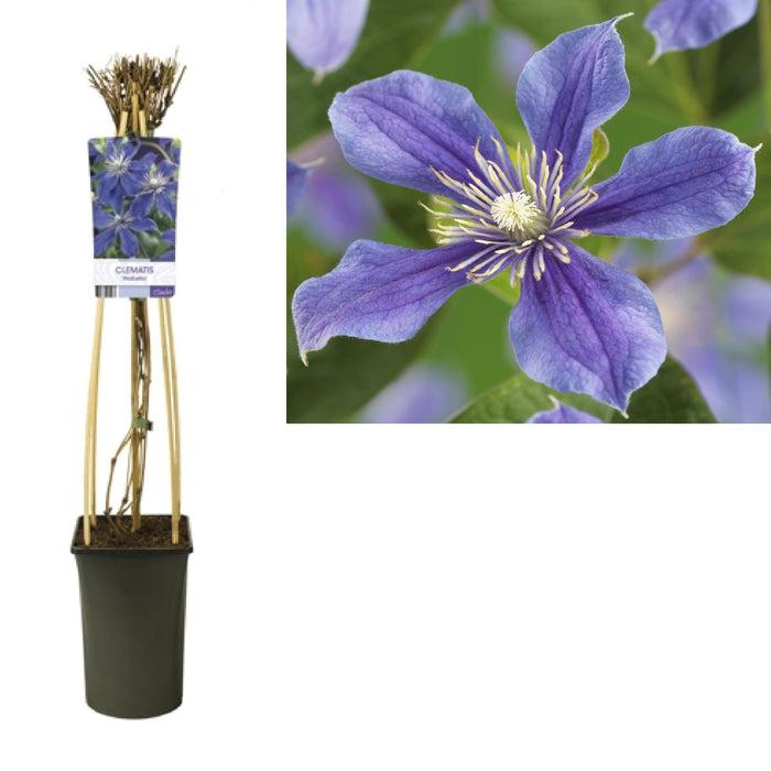 Clematis Arabella D17Cm H75Cm