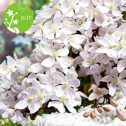 Clematite Armandii - ↨65Cm - Ø15 - Utendørs Blomstrende Plante