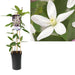 Clematite Armandii Apple Blossom D17Cm H75Cm