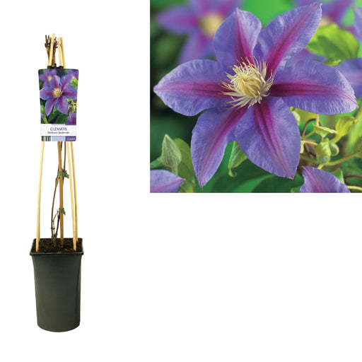 Clematis Barbara Jackman D17Cm H75Cm