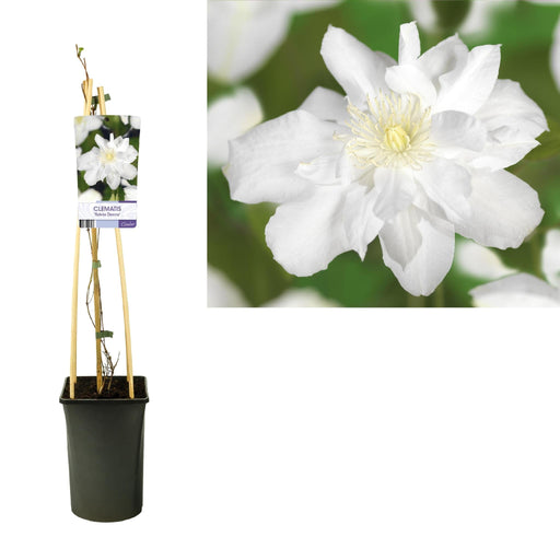 Hvit Clematis Sylvia Denny D17Cm H75Cm