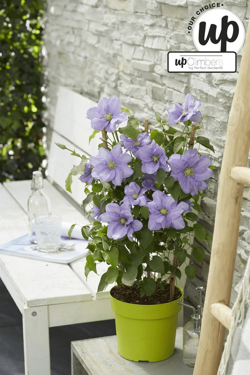 Clematite Boulevard® Cezanne ™ - ↨70Cm - Ø19 - Klatreblomstrende Utendørsplante