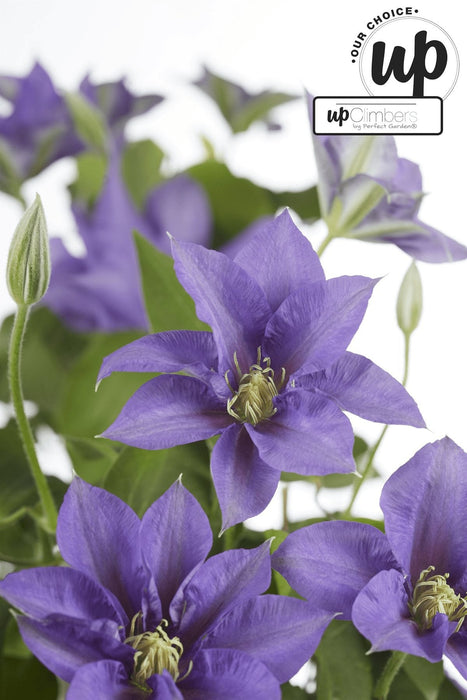 Clematite Boulevard® Cezanne ™ - ↨70Cm - Ø19 - Klatreblomstrende Utendørsplante