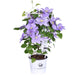 Clematite Boulevard® Cezanne ™ - ↨70Cm - Ø19 - Klatreblomstrende Utendørsplante