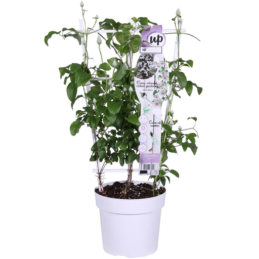 Clematite Boulevard® Corinne ™ - ↨70Cm - Ø19 - Klatreblomstrende Utendørsplante