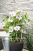 Clematite Boulevard® Corinne ™ - ↨70Cm - Ø19 - Klatreblomstrende Utendørsplante