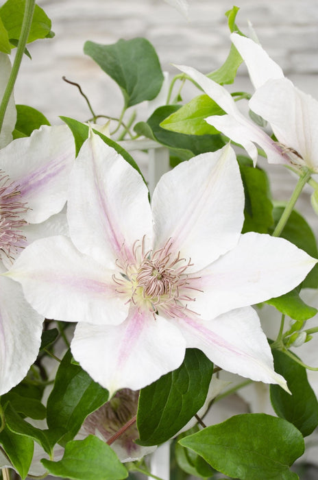 Clematite Boulevard® Corinne ™ - ↨70Cm - Ø19 - Klatreblomstrende Utendørsplante