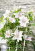 Clematite Boulevard® Corinne ™ - ↨70Cm - Ø19 - Klatreblomstrende Utendørsplante