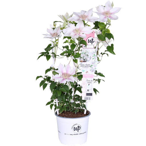 Clematite Boulevard® Corinne ™ - ↨70Cm - Ø19 - Klatreblomstrende Utendørsplante