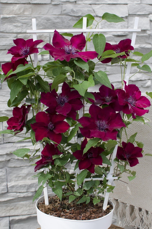 Clematite Boulevard® Nubia ™ - ↨70Cm - Ø19 - Klatreblomstrende Utendørsplante